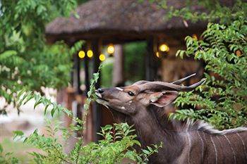 Motswari Private Game Reserve - Timbavati クラセリー・プライベート自然保護区 エクステリア 写真